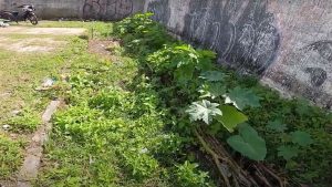 horta-comunitaria-papangu5