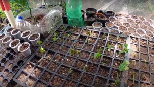 horta-comunitaria-papangu3