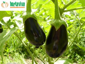 horta-viva-armazem-do-organico4