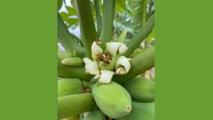 frutos-vale-verde_02