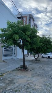 arboriza-caico_arvore-acacia-branca