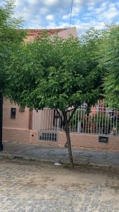 arboriza-caico_arvore-aroeira