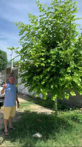 arboriza-caico_voluntariado2