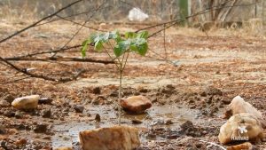 nativas-ceres_foto-caatinga