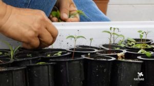 nativas-ceres_foto-mudas2