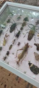 coletivo-carcara-RN_foto8